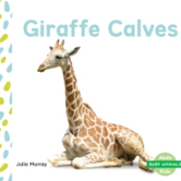 BK Giraffe Calves